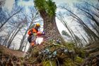 Státní Lesy ČR mají rekordní zisk, vydělaly sedm miliard