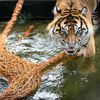 Zoo, Praha, tygr sumaterský, Velká Británie, Achilles