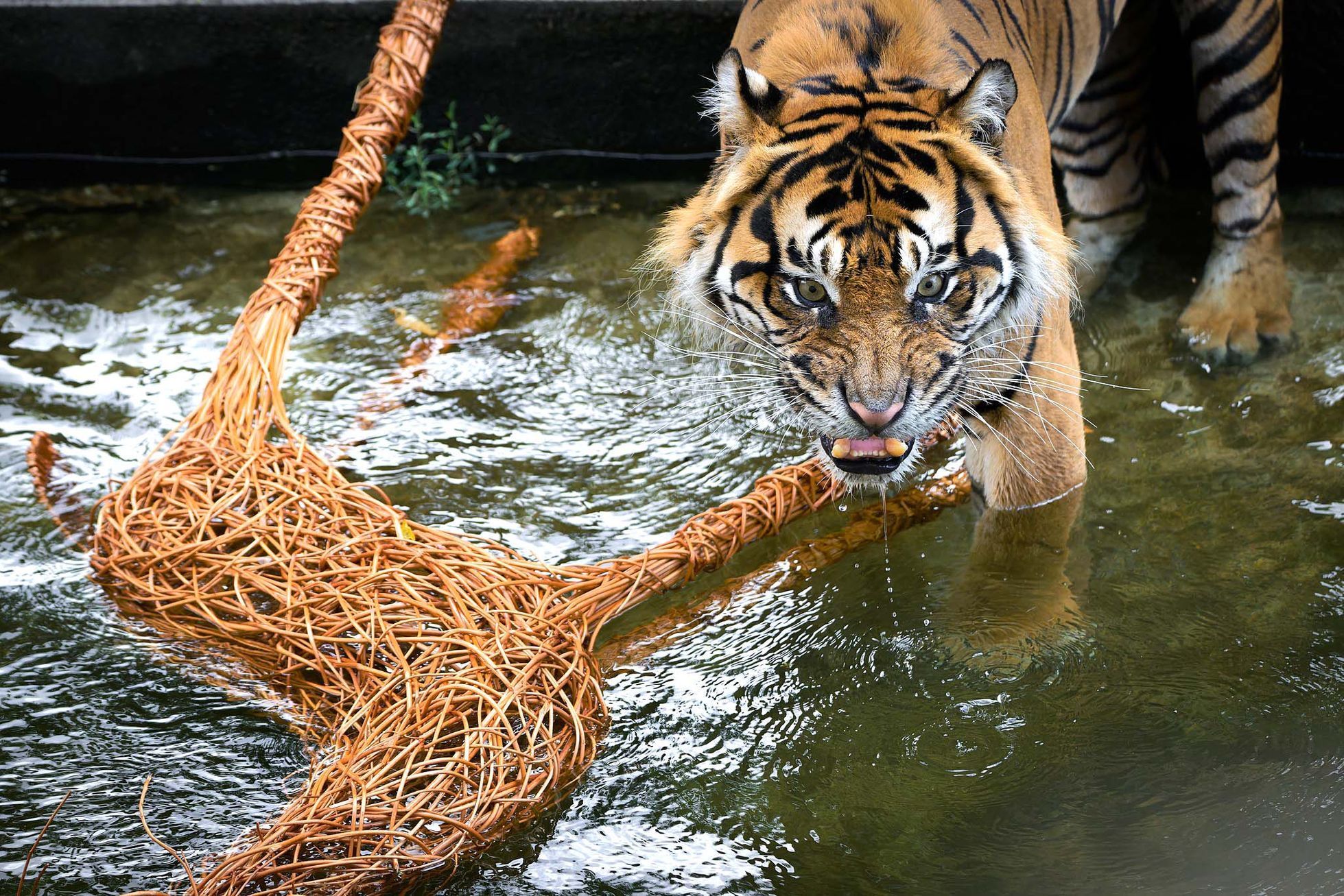 Zoo, Praha, tygr sumaterský, Velká Británie, Achilles