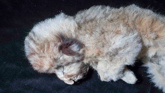 Na Sibiři našli vědci v trvale zmrzlé půdě zachované tělo zvířete z doby ledové. Jde o dvouměsíční samici lva skalního, kterou pojmenovali Sparta.