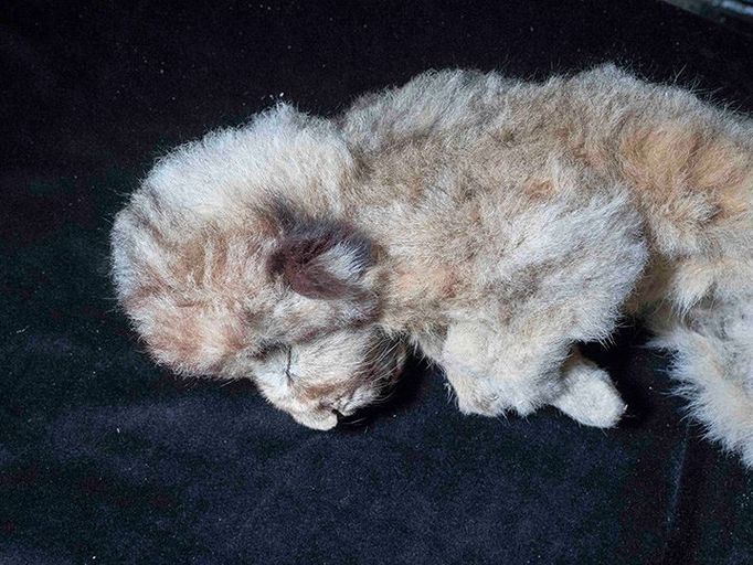 Na Sibiři našli vědci v trvale zmrzlé půdě zachované tělo zvířete z doby ledové. Jde o dvouměsíční samici lva skalního, kterou pojmenovali Sparta.