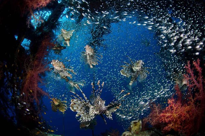 Wide-angle 1st Place Mark Fuller, Israel Lionfish, Pterois sp Eilat, Israel, Red Sea