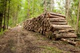 Polský ministr životního prostředí Jan Szyszko zrušil ochranu staletých stromů v Bělověžském pralese na hranicích Polska a Běloruska.