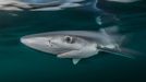 Vítězné fotografie ze soutěže Underwater Photographer of the Year 2023