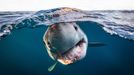 Vítězové fotografické soutěže Underwater Photographer of the Year 2022