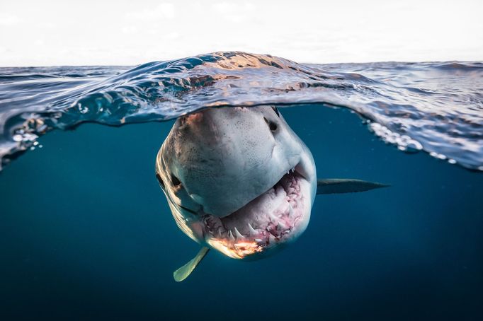 Vítězové fotografické soutěže Underwater Photographer of the Year 2022