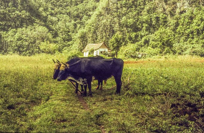 Fotografie Kuby, kterou pořídil Petr Levínský během pobytového zájezdu, jenž organizovala tehdejší Cestovní kancelář mládeže na jaře v roce 1989.