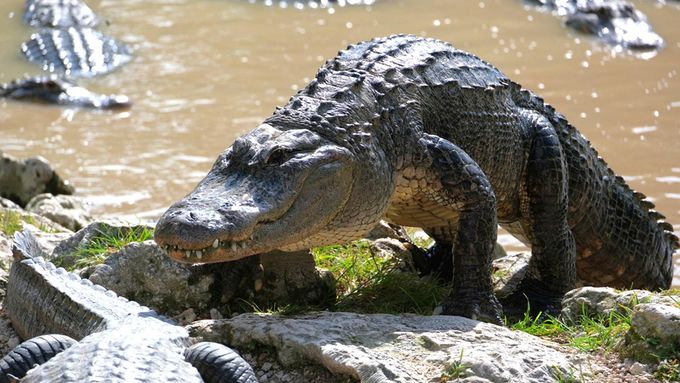 Národní park Everglades, ilustrační foto.