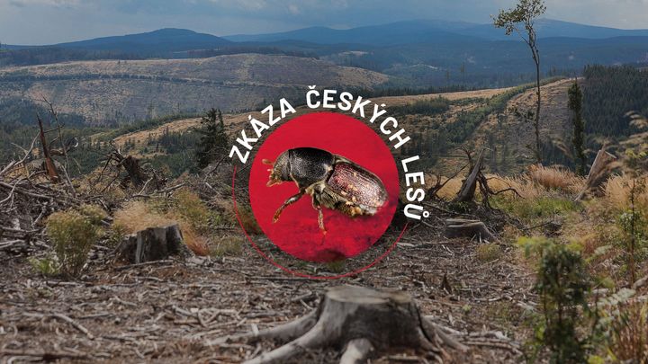 Lesy decimují pily těžařů. Grafika ukazuje, jak nekonečné řady klád zahýbaly cenami