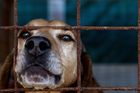 Psi v množírnách žijí ve výkalech, nevidí denní světlo, čipy prokážou původ zvířat, říká veterinářka
