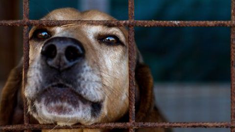 Psi v množírnách žijí ve výkalech, nevidí denní světlo, čipy prokážou původ zvířat, říká veterinářka