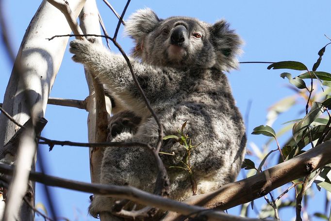 Záchrana zraněných koal v Austrálii.