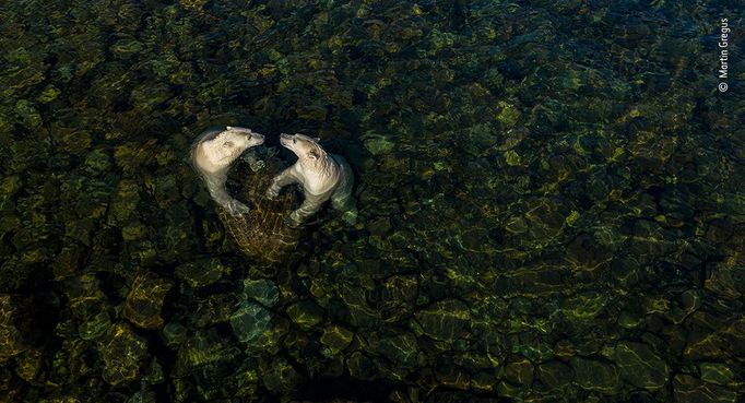 Vítězové soutěže Wildlife Photographer of the Year 2021