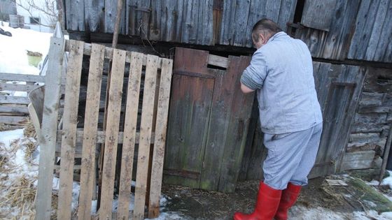 Zabijačka v Českém ráji. Tradice, nebo týrání?