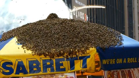 Times Square ohrožovaly včely. Pokryly stánek s párky. Policie musela ulici uzavřít