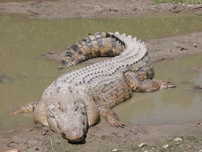 Barma - řeka Iravádí - krokodýl