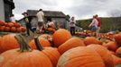 People shop for pumpkins at Stribling Orchard in Markham, Virginia, October 6, 2012. According to the U.S. Department of Agriculture, pumpkin prices are up 7 percent nationally over 2011 as consumers prepare for the upcoming Halloween and Thanksgiving seasons. REUTERS/Jonathan Ernst (UNITED STATES - Tags: SOCIETY ENVIRONMENT AGRICULTURE) Published: Říj. 6, 2012, 10:16 odp.