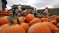 Obyvatelé v především angosaských zemích na trzích skupují dýně ve značném množství.