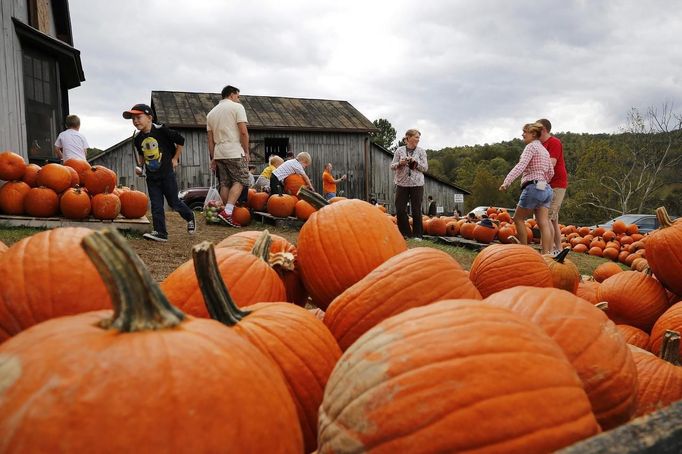 People shop for pumpkins at Stribling Orchard in Markham, Virginia, October 6, 2012. According to the U.S. Department of Agriculture, pumpkin prices are up 7 percent nationally over 2011 as consumers prepare for the upcoming Halloween and Thanksgiving seasons. REUTERS/Jonathan Ernst (UNITED STATES - Tags: SOCIETY ENVIRONMENT AGRICULTURE) Published: Říj. 6, 2012, 10:16 odp.