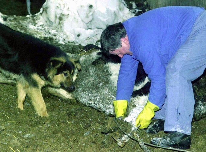 Pracovník kafilerie odklízí mrtvou krávu na farmě v Krásné Lípě na Děčínsku. Rok 2000