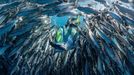 Vítězové soutěže Underwater Photographer of the Year 2024