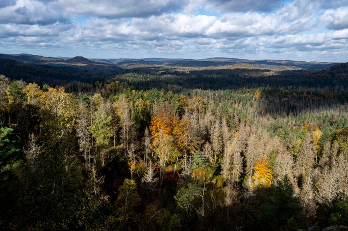 Les napadený kůrovcem. Národní park České Švýcarsko,