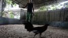 A man trains his cockerel at a fighting cock breeding center on the outskirts of Havana June 16, 2012. In Cuba, it's legal to own cocks, it's legal to train them to fight and it's legal to fight them, but since the 1959 Cuban Revolution all forms of betting and gambling have been strictly forbidden. But betting on cock fights is an activity so popular among Cubans that stopping it would pose a huge challenge for the authorities and would be counterproductive to keeping law and order. Picture taken June 16, 2012. REUTERS/Desmond Boylan (CUBA - Tags: SOCIETY ANIMALS) ATTENTION EDITORS PICTURE 04 OF 23 FOR PACKAGE 'BETTING ON CUBA'S FIGHTING COCKS' . TO FIND ALL PICTURES SEARCH 'FIGHTING COCKS' Published: Čec. 2, 2012, 12:29 odp.