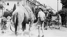 Momentka z okamžiku, kdy si velbloudici Pepitu předávají skautské štafety v Havlíčkově Brodě.