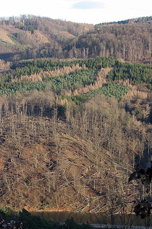 Emma si hrála s duby