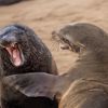 Finalisté soutěže Nikon Comedy Wildlife Awards 2024