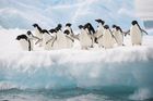 Pomozte nám spočítat tučňáky na Antarktidě, žádají britští vědci. Obrací se i na Čechy