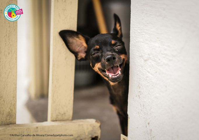 Comedy Pet Photo Awards 2021 - ukázky z dosud přihlášených fotografií