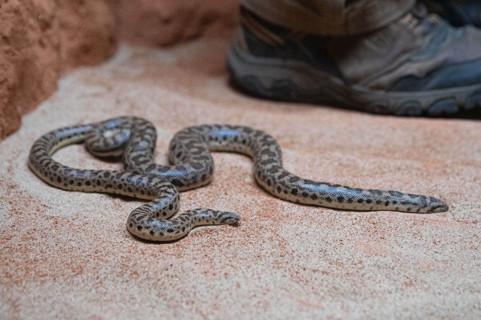 Pražská zoo, nová expozice a pavilon Gobi, koně převalského