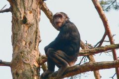 Opice vydělala na burze více než analytici, ukázal test
