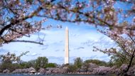 Washingtonský monument v dálce, v popředí rozkvetlé sakury u Tidal Basin. Jaro v hlavním městě USA: památky i alergie v plném rozkvětu!