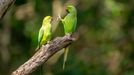 Vítězné snímky ze soutěže Comedy Wildlife Photography Awards 2020