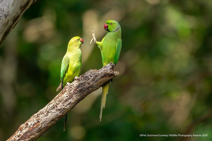 Vítězné snímky ze soutěže Comedy Wildlife Photography Awards 2020