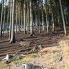 Požáry lesního porostu na Náchodsku a Rychnovsku