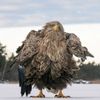 Vítězné fotografie ze soutěže Nikon Comedy Wildlife Awards 2024