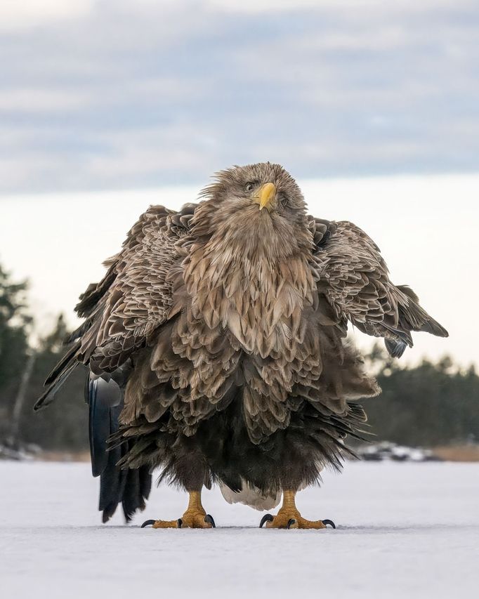 Vítězné fotografie ze soutěže Nikon Comedy Wildlife Awards 2024