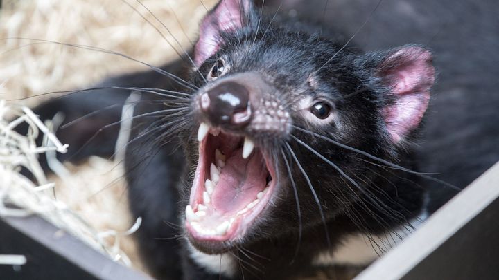 Obrazem: Za ďáblem, smrtonošem i klokany do nového pavilonu v pražské zoo