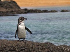 endemický druh tučňáka galapážského