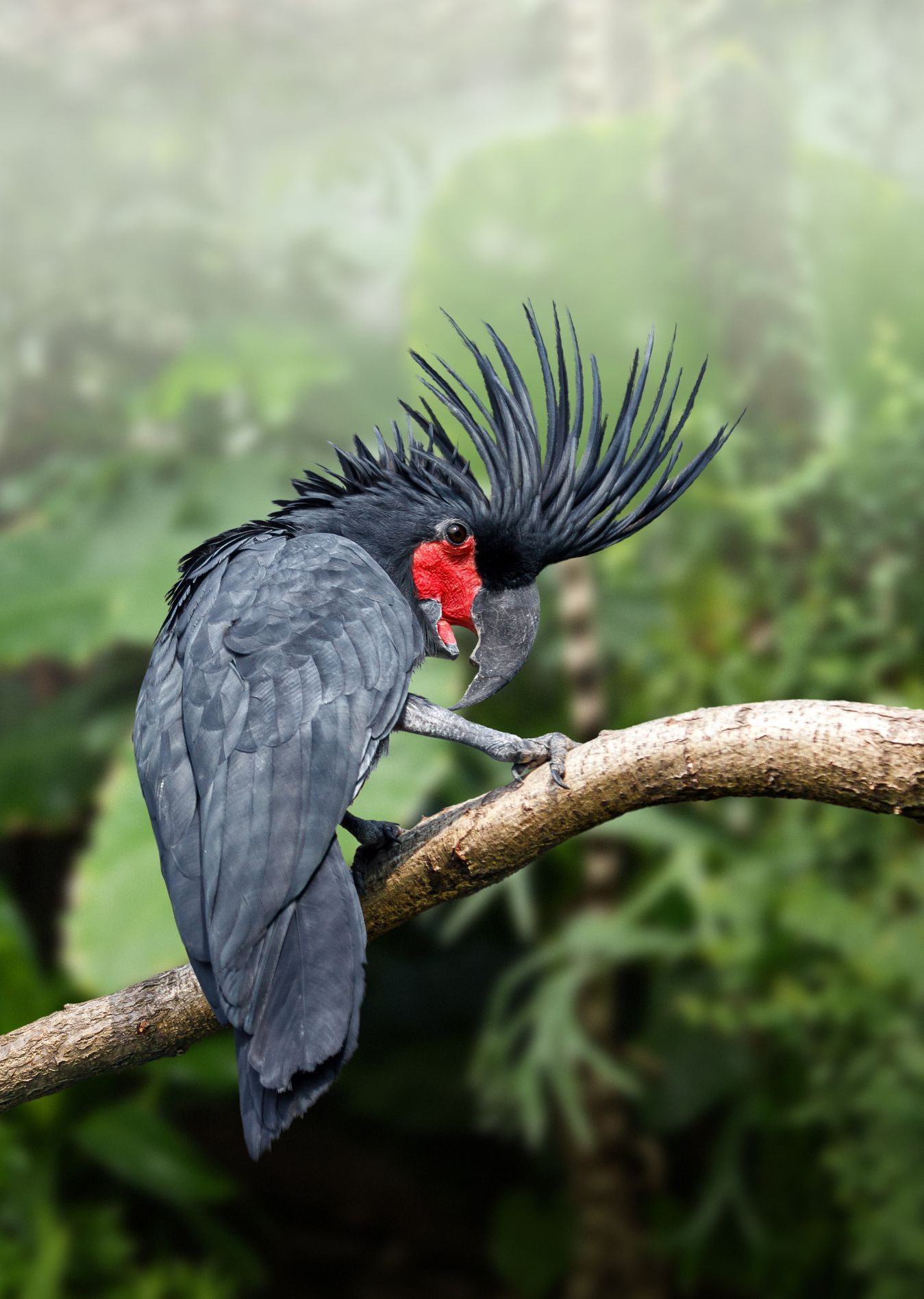 Papoušek Zoo Praha