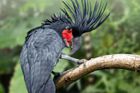 Kakadu palmový je charakteristický svou chocholkou, která slouží také jako ukazatel jeho nálady. V klidu je sklopená, při zvýšení emocí ji ale papoušek vztyčí. Své rozpoložení prozradí také rudnutím nebo blednutím holé kůže na tvářích.
