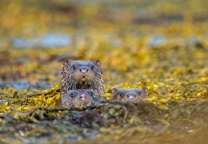 Comedy Wildlife Photography Awards - ukázky snímků z ročníku 2022