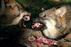 Je jen naše vina, že vlci chodí na ovce jako do sámošky, potřebujeme je, říká Askani