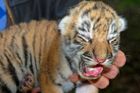 Překvapení v Zoo Zlín: Narodila se dvě tygří mláďata