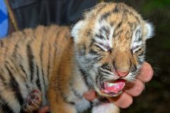 Překvapení v Zoo Zlín: Narodila se dvě tygří mláďata