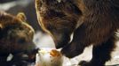 Brown bears eat frozen fruits during a heat wave at Madrid's zoo August 9, 2012. REUTERS/Susana Vera (SPAIN - Tags: ENVIRONMENT ANIMALS SOCIETY) Published: Srp. 9, 2012, 1:19 odp.