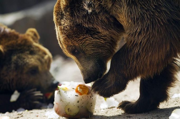 Brown bears eat frozen fruits during a heat wave at Madrid's zoo August 9, 2012. REUTERS/Susana Vera (SPAIN - Tags: ENVIRONMENT ANIMALS SOCIETY) Published: Srp. 9, 2012, 1:19 odp.